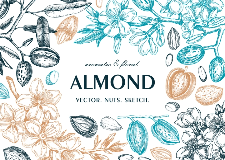 Almond frame design. Spring background. Blooming branches, nuts, flower sketches in color. Healthy food hand-drawn illustration of almond nuts. NOT AI generated
